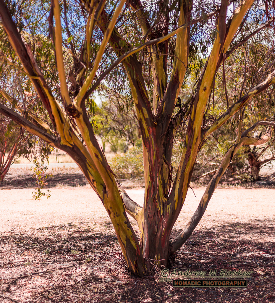 Orrorro Tree